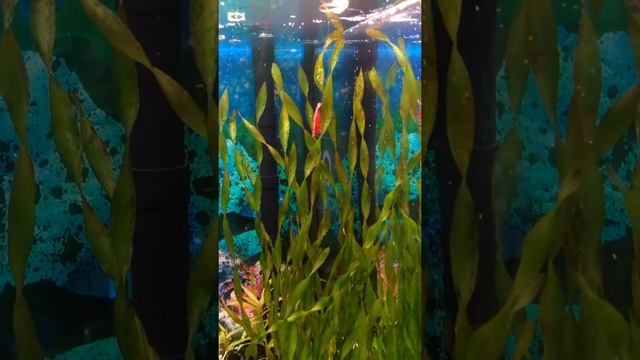 Пузыряние водных растений