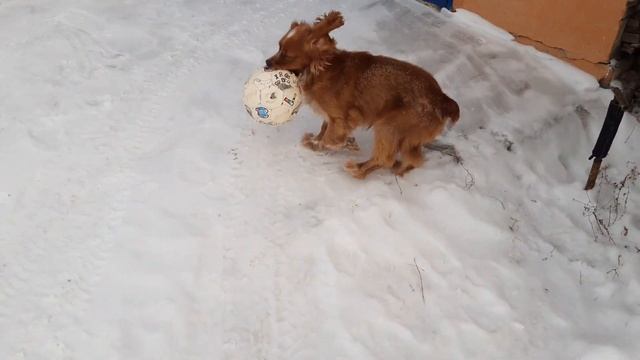 Кокер по кличке Майк играет в Зимний футбол | winter football смотреть онлайн