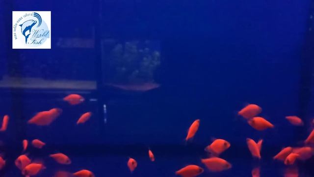тернеция GlofIsh красная