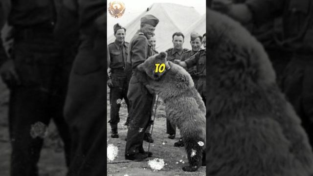 This bear fought the Nazis as an enlisted Polish soldier #truestory #history смотреть онлайн
