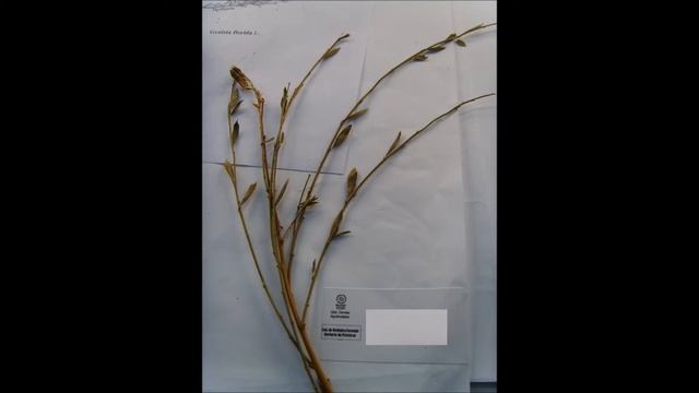 Visu de botanica 9 смотреть онлайн