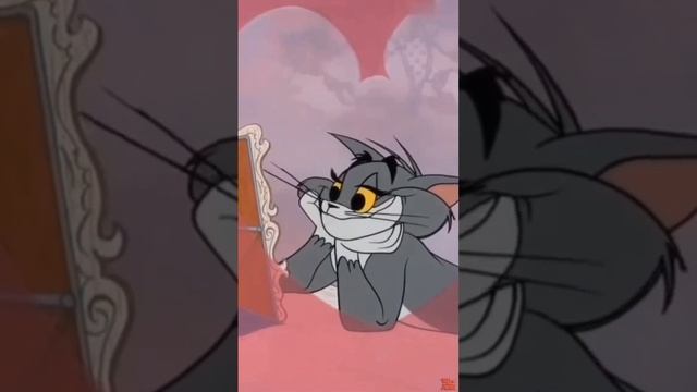 Котики смотреть онлайн