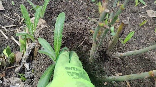 Караул...Весна!!! Сухое убежище для Лаванды и для Роз в Сибири. Новинки сезона! смотреть онлайн