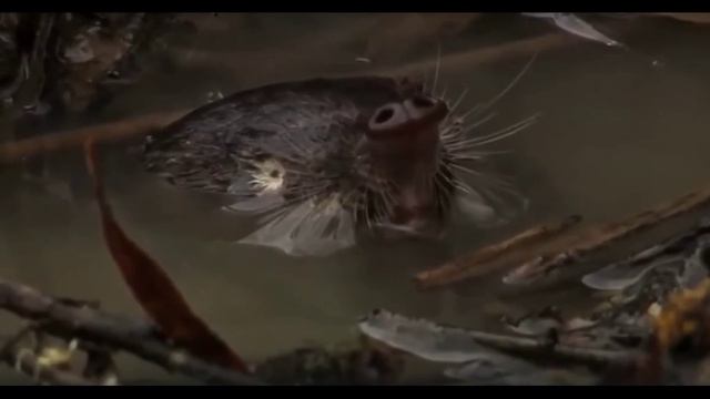 Выхухоль муж голос смотреть онлайн