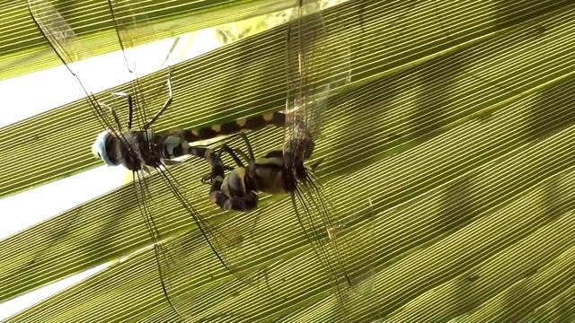 Gomphus vulgatissimus mating смотреть онлайн