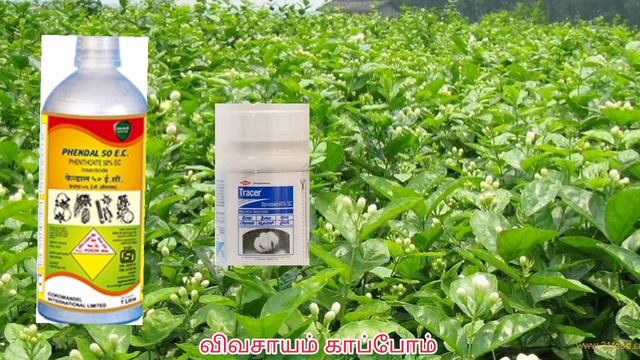 பூழு மற்றும் அந்துபூச்சியை அழிக்க சிறந்த மருந்து?...#jasmine #agriculture #agro #tracer #vivasayam