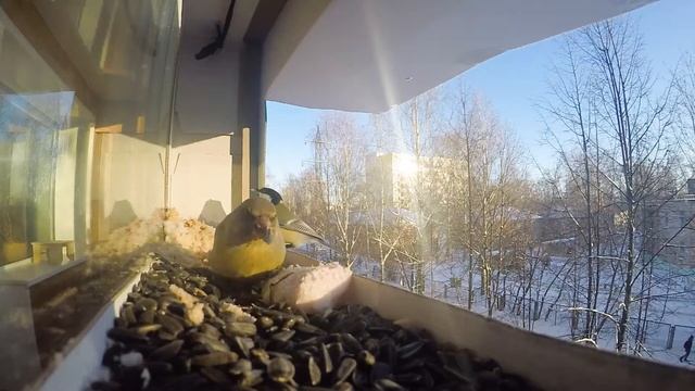 Зеленушка смотреть онлайн