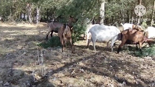 ТОЛЬКО ПРО КОЗ