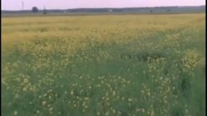 Владимир Пресняков Острова