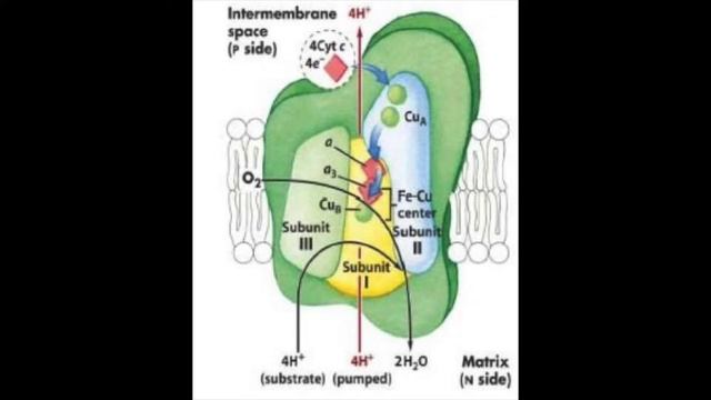 Group 10 - The Electron Transport Chain смотреть онлайн