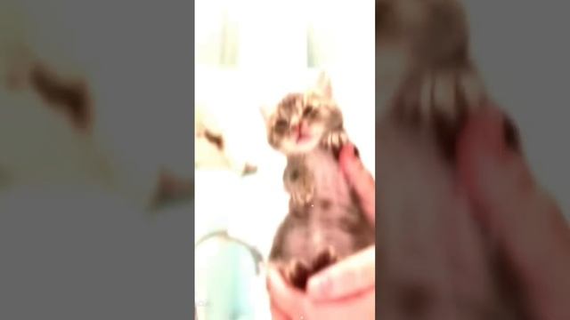 #aftereffects #afterefects #velocity смотреть онлайн