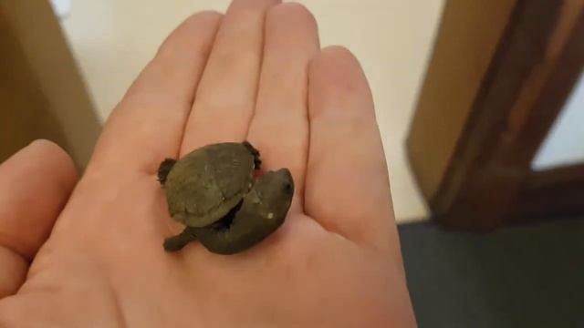 Eastern long-necked turtle hatchling at Adelaide Botanic Garden смотреть онлайн