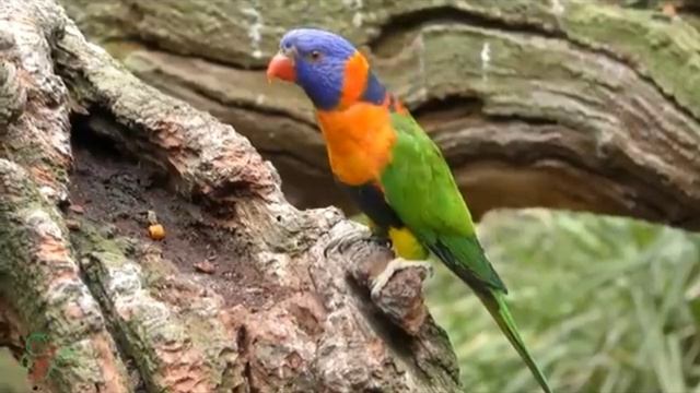 ХРИСТИАНСКИЕ ПЕСНИ смотреть онлайн