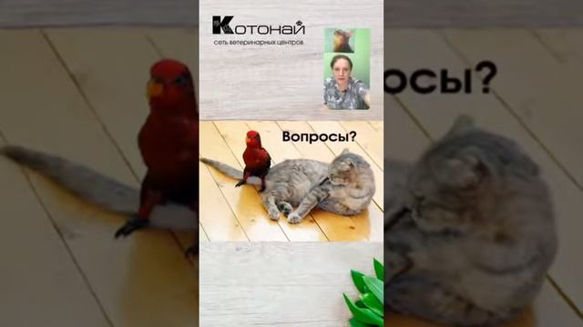 Как заботиться о здоровье домашних птиц смотреть онлайн