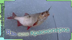 На речке - Зимняя рыбалка 2 - Перволедье в Воронежской области. Окунь, Карснопёрка ...