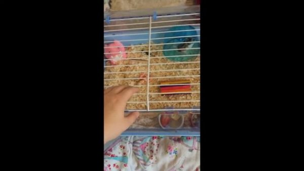 Duna Multy&Zoo zone 1 cage comparison!