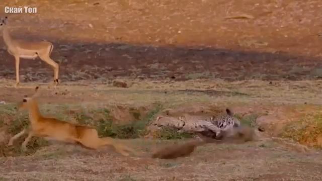 ЛЕОПАРД В ДЕЛЕ! леопард против крокодила гиены антилопы смотреть онлайн