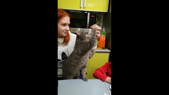 Котэ и паштет смотреть онлайн