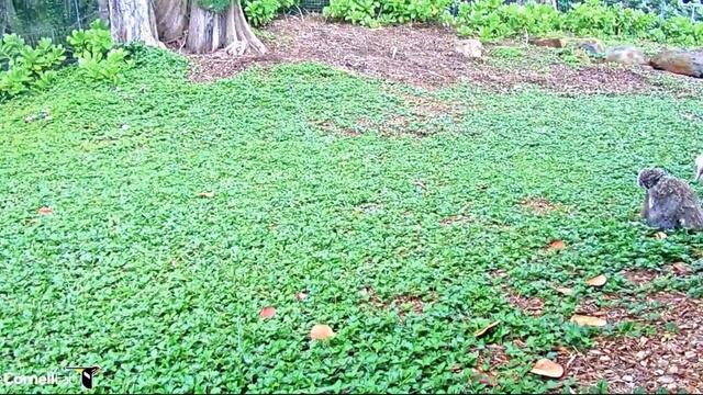 Kalama gets scolded 4:20 смотреть онлайн