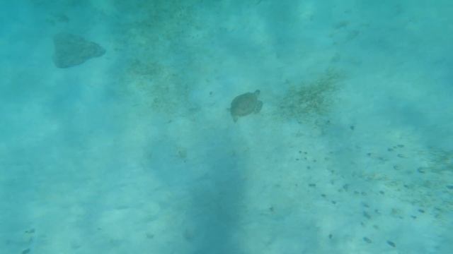 Green Turtle Aruba смотреть онлайн