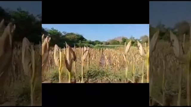 Petani adalah urat nadi pertahan bangsa jika jaya petani maka jayapula suatu bangsa смотреть онлайн