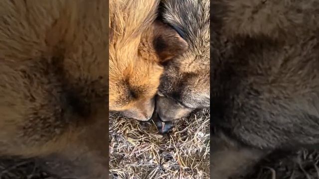 Собаки Астраханские смотреть онлайн