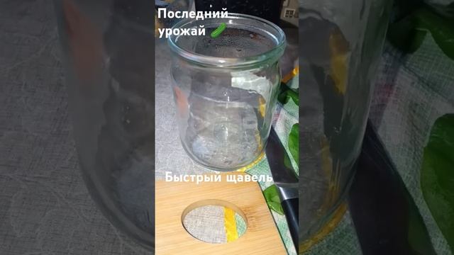Последний урожай , быстрый щавель на хранение #щавель #рецепт #экономия смотреть онлайн