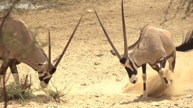 🔴 Wildlife (4K UHD) 24/7 - Relaxing Music With Beautiful Nature & Animals Videos(4K Video Ultra HD)