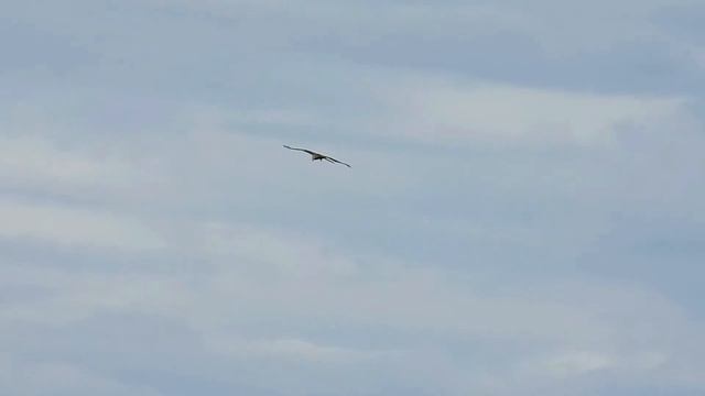 №2343 24 06 2022 Птицам нравится ветер смотреть онлайн