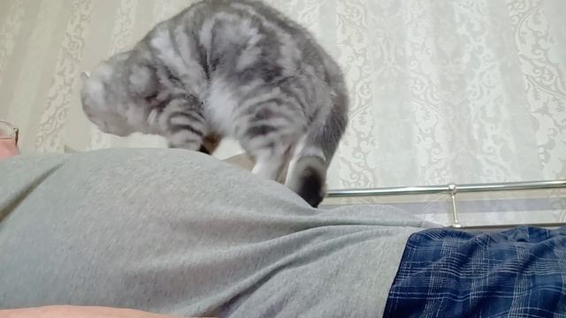 Кошка Дуся делает классный массаж! смотреть онлайн