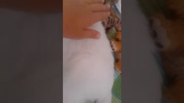 Кошка в квартире какие условия надо смотреть онлайн