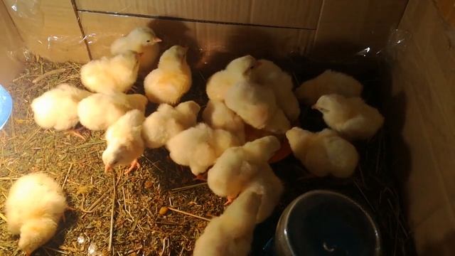 Цыплята, первое питание - Варенное яйцо. Цып-Цып смотреть онлайн