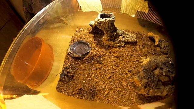 Brachypelma Hamorii / Mexican Red Knee Tarantula Feeding after molt смотреть онлайн