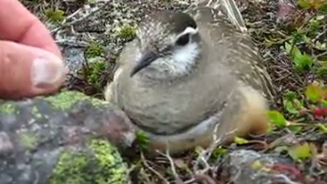 Dotterel.MVI_7474+.AVI смотреть онлайн