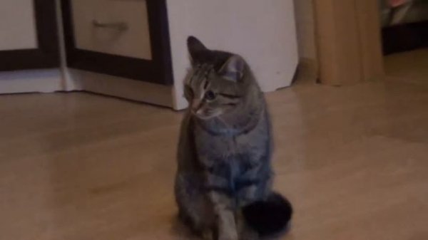 кошка охотится