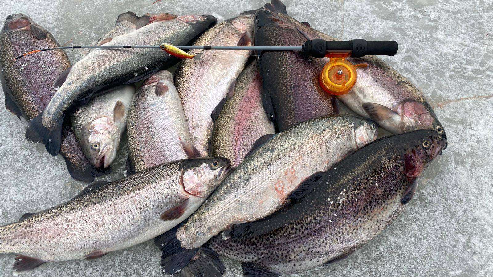 Эта приманка работает всегда!!! Ловля форели на актив. Зимняя рыбалка в РК Кутузово. смотреть онлайн