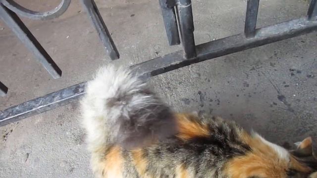 Ростов. Кошки - близняшки на Станиславского. смотреть онлайн