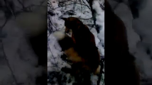 Охота на хоря смотреть онлайн