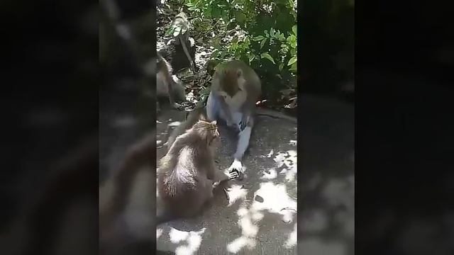 "MONKEY FOREST" + ЦЕЗАРЬ смотреть онлайн