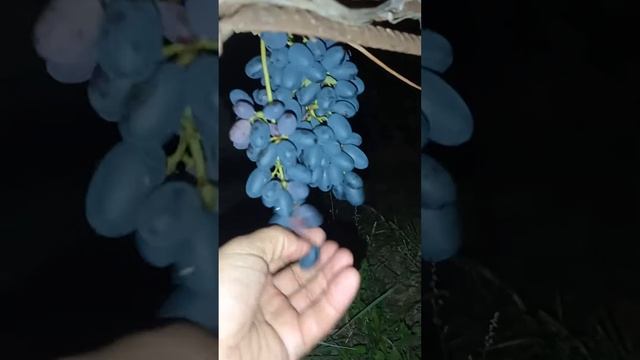 Виноград кишмиш "Джой" на 11.09.23 смотреть онлайн