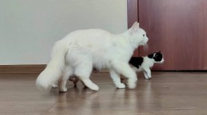 Мама-кошка зовет котят кушать. Котята хотят молока. Котята мяукают.