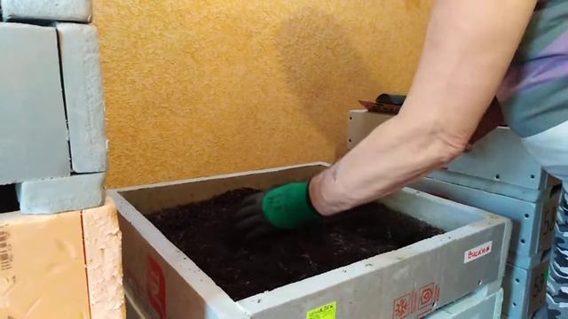 Дендра на вискаре. Начало... смотреть онлайн