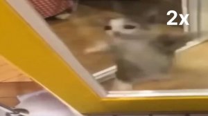 котик шни шна шнапи Х999