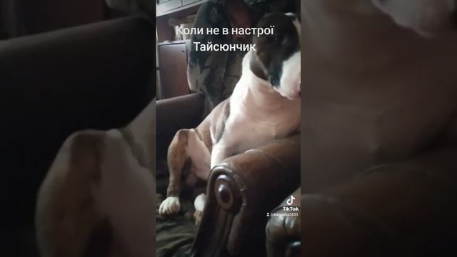 Коли немає настрою))) #моїсобаки #смішні #україна смотреть онлайн
