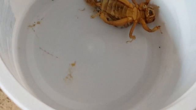Zombie parasite смотреть онлайн