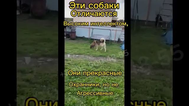 Анатолийские овчарки ищут Семьи! смотреть онлайн