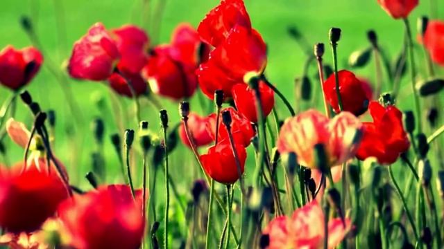 Как моя тётя раскрыла измену мужа. Истории из жизни. Истории о любви. смотреть онлайн