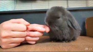 Новый питомец Элли Ди кролик лизун/ Elli Di Fans.