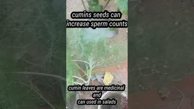 cumin leaves #increasespermcount #sperm #ayurvedic #cuminseeds смотреть онлайн