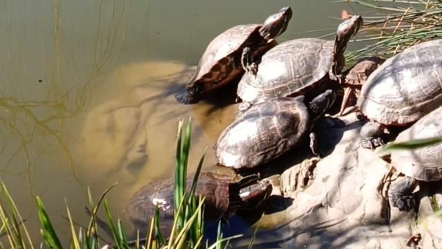 Весна пришла! 🐢 Черепахи МАССОВО принимают Солнечные ванны в Сочи Зимний театр, Уголок Фитофантази смотреть онлайн
